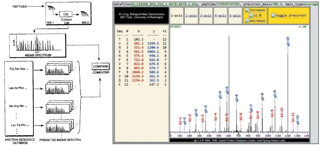Figure 2 (a) Workflow diagram of the SEQUEST algorithm for searching protein databases using tandem mass spectrometry data